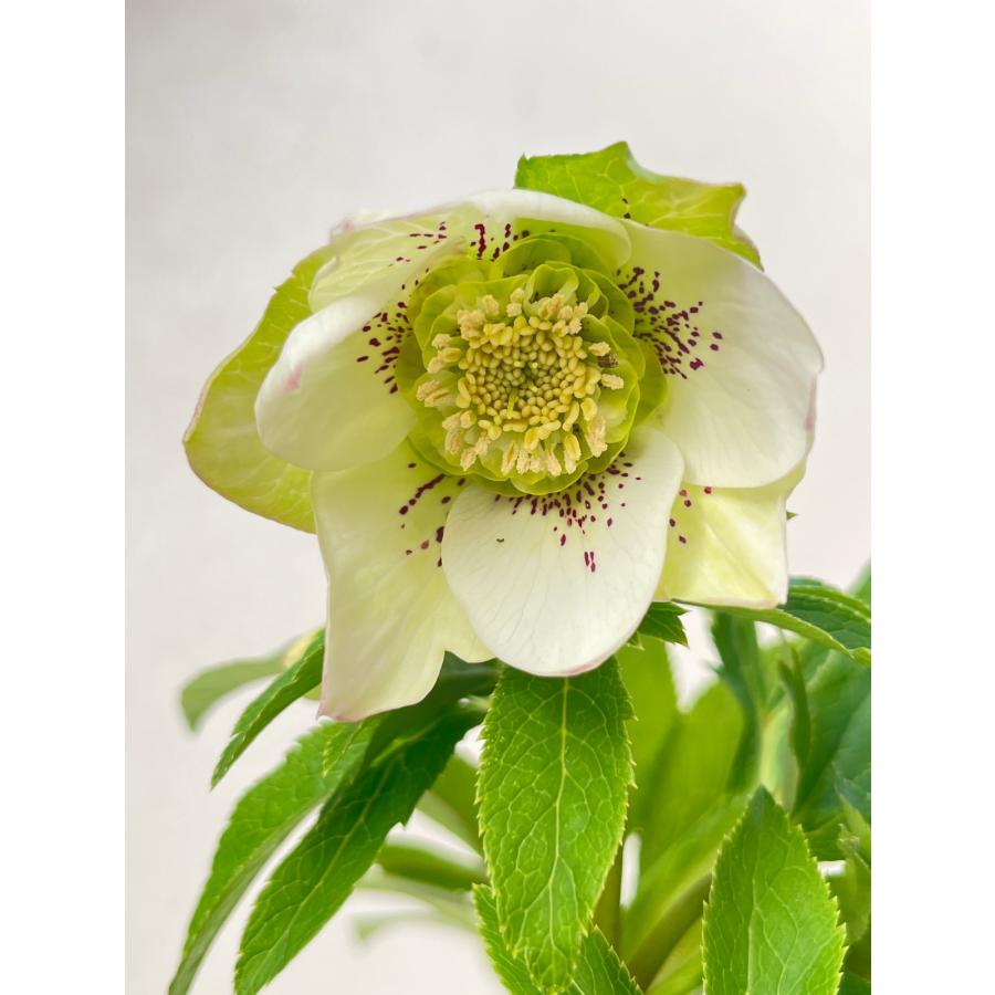 クリスマスローズ 開花苗 070 パピエブランシュdeux : 花郷園 KAGOEN