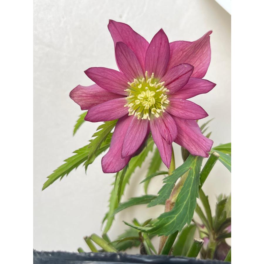 謙信様ご購入苗㉖-305㉖-317クリスマスローズ 謙信様ご購入苗㉖-305㉖