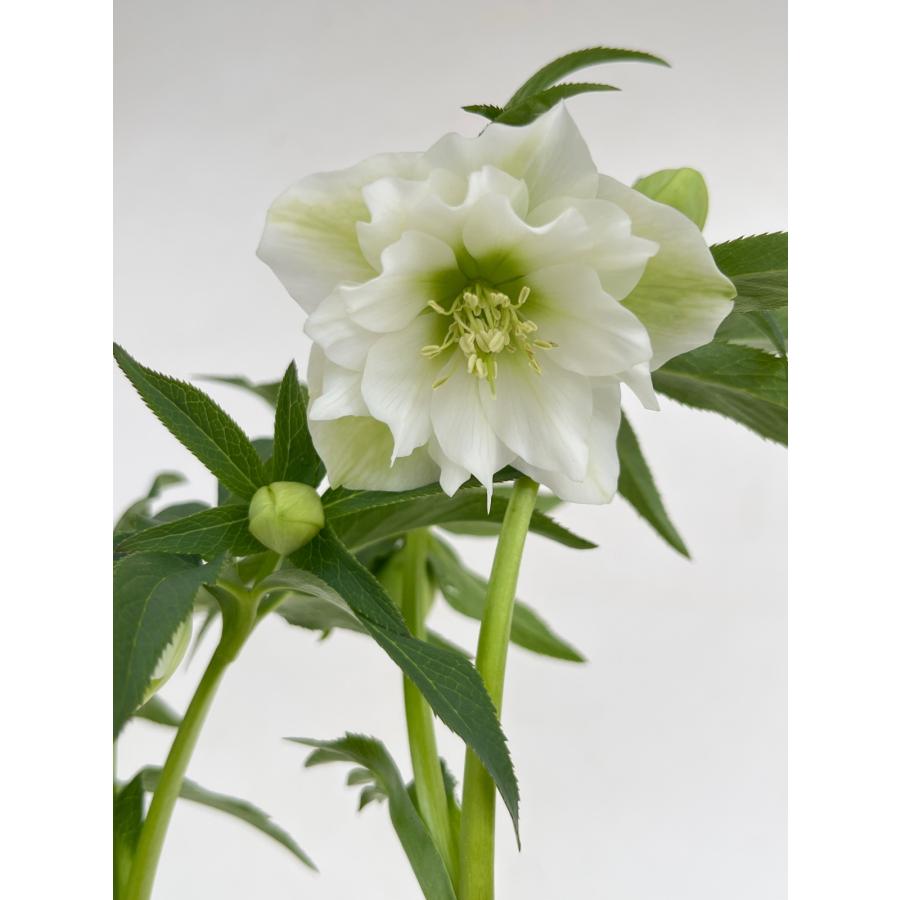 クリスマスローズ 開花苗 137 ホワイトダブル : 花郷園 KAGOEN NURSERY