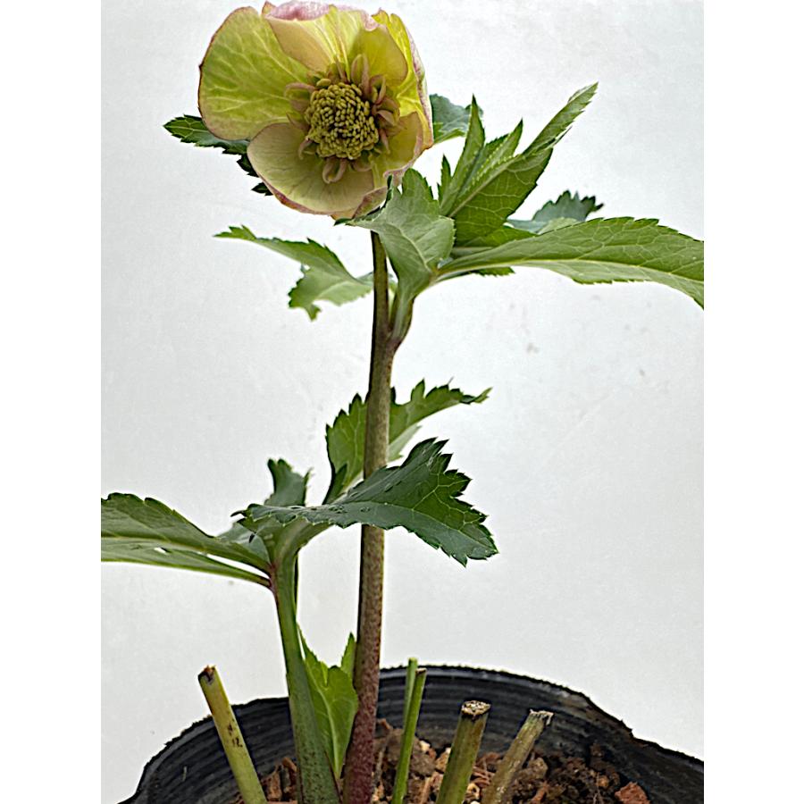 たんたんBwg026 クリスマスローズ 小苗 セット クリスマスローズ 開花