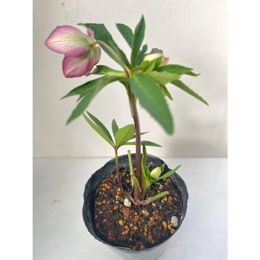 クリスマスローズ 開花苗 079 ボッコネイ交配 ピンクセミダブル : 花郷