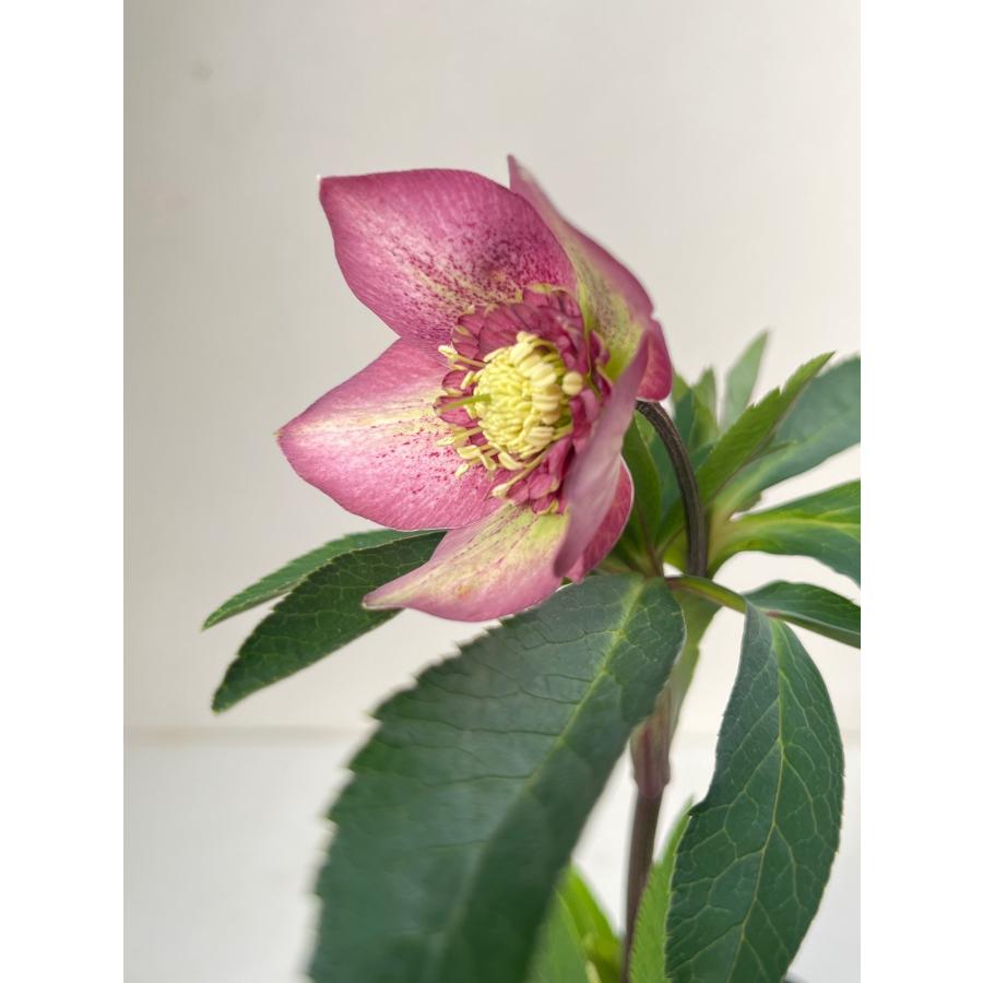 クリスマスローズ 開花苗 079 ボッコネイ交配 ピンクセミダブル : 花郷