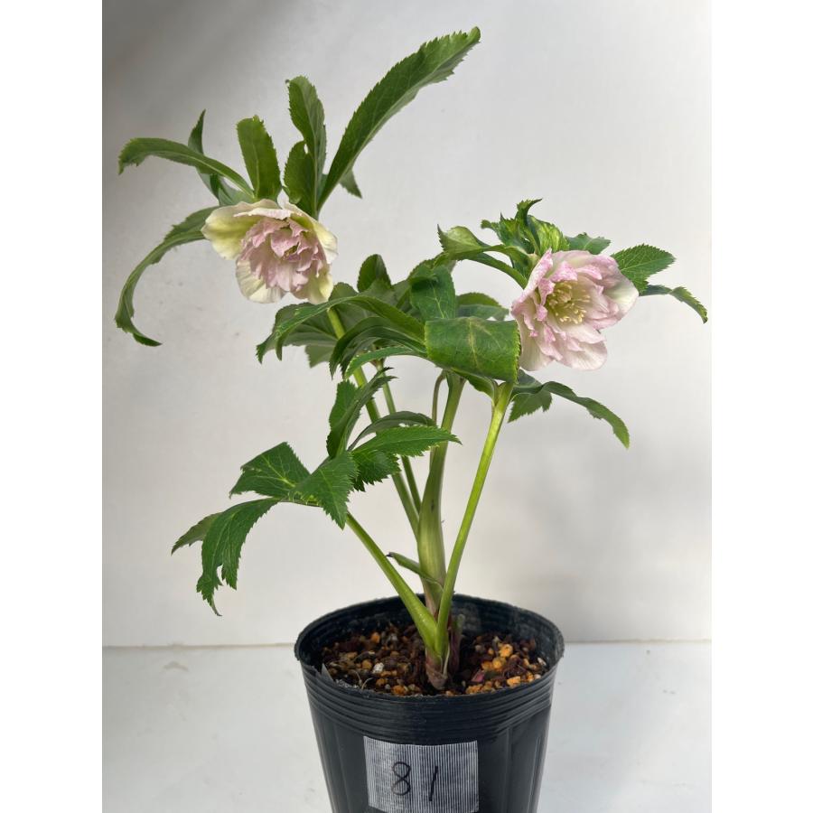 クリスマスローズ 開花苗 081 霜降りダブル : 花郷園 KAGOEN NURSERY