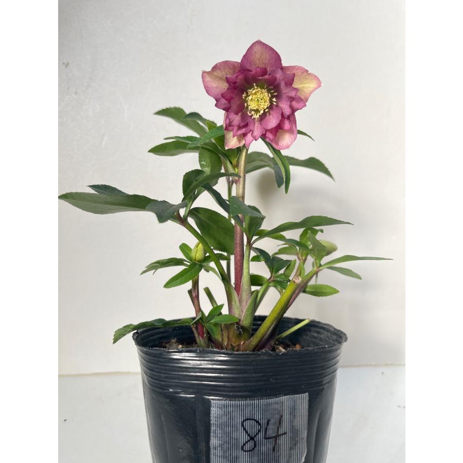 クリスマスローズ 開花苗 084 五角剣弁ピンク&グリーン : 花郷園