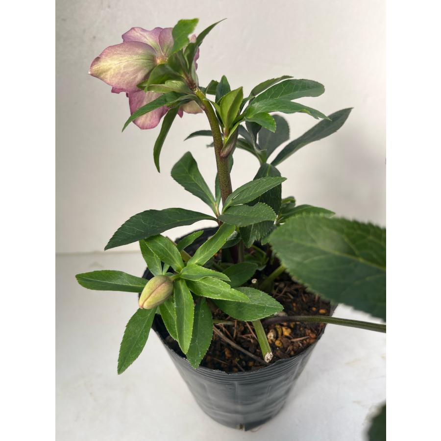 クリスマスローズ 開花苗 084 五角剣弁ピンク&グリーン : 花郷園