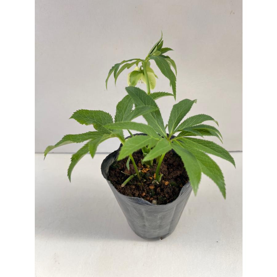 K.様ご検討苗㉖-287クリスマスローズ K.様ご購入苗㉖-26㉖-27