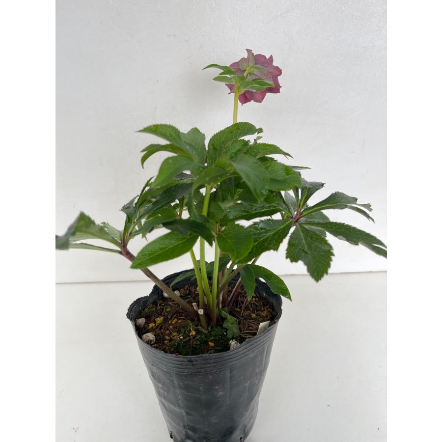 クリスマスローズ 開花苗 126 レッドサンドゥ : 花郷園 KAGOEN NURSERY