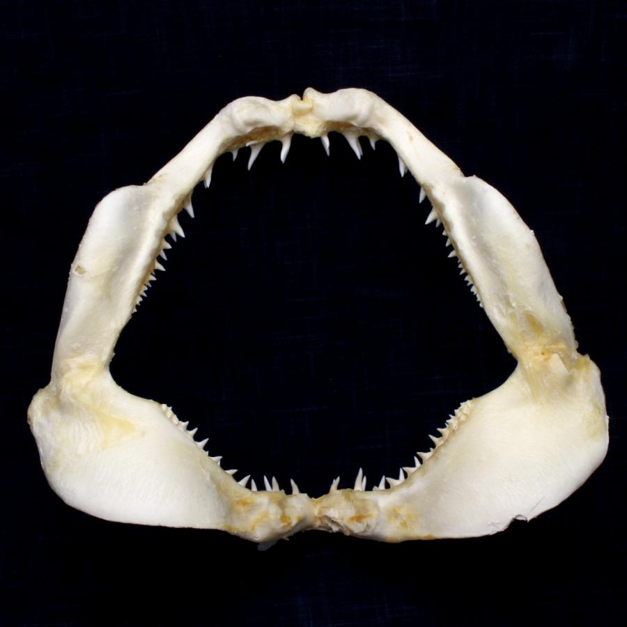 サメ 標本】アオザメNo.166 顎骨標本 サメの歯 コレクション 教材