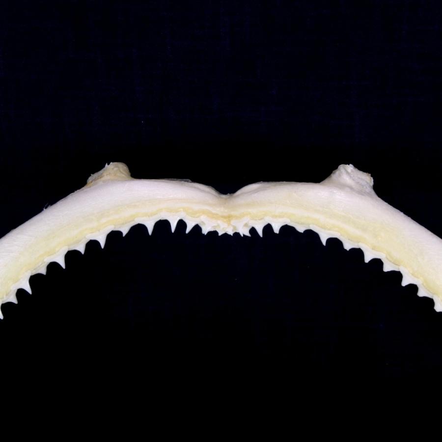 サメ 標本】ハナザメNo.9 顎骨標本 サメの歯 コレクション 教材 ギフト
