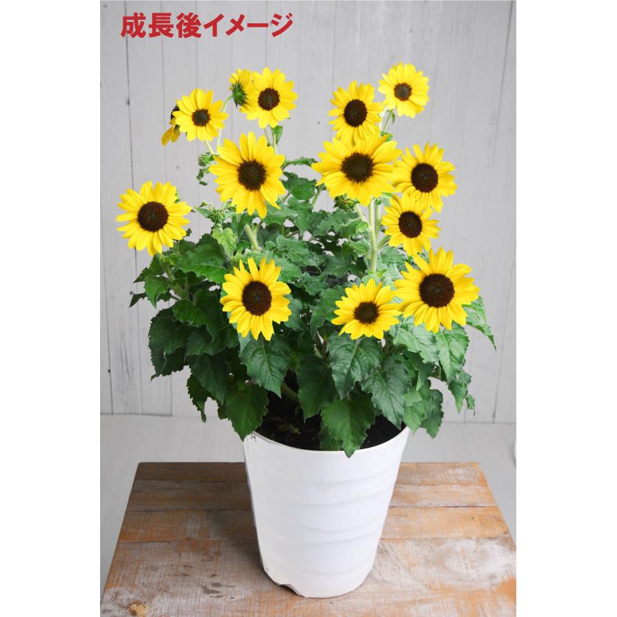 吉本花城園 爆買 ひまわり アポロン 鉢植え 向日葵 ヒマワリ 苗 長咲き