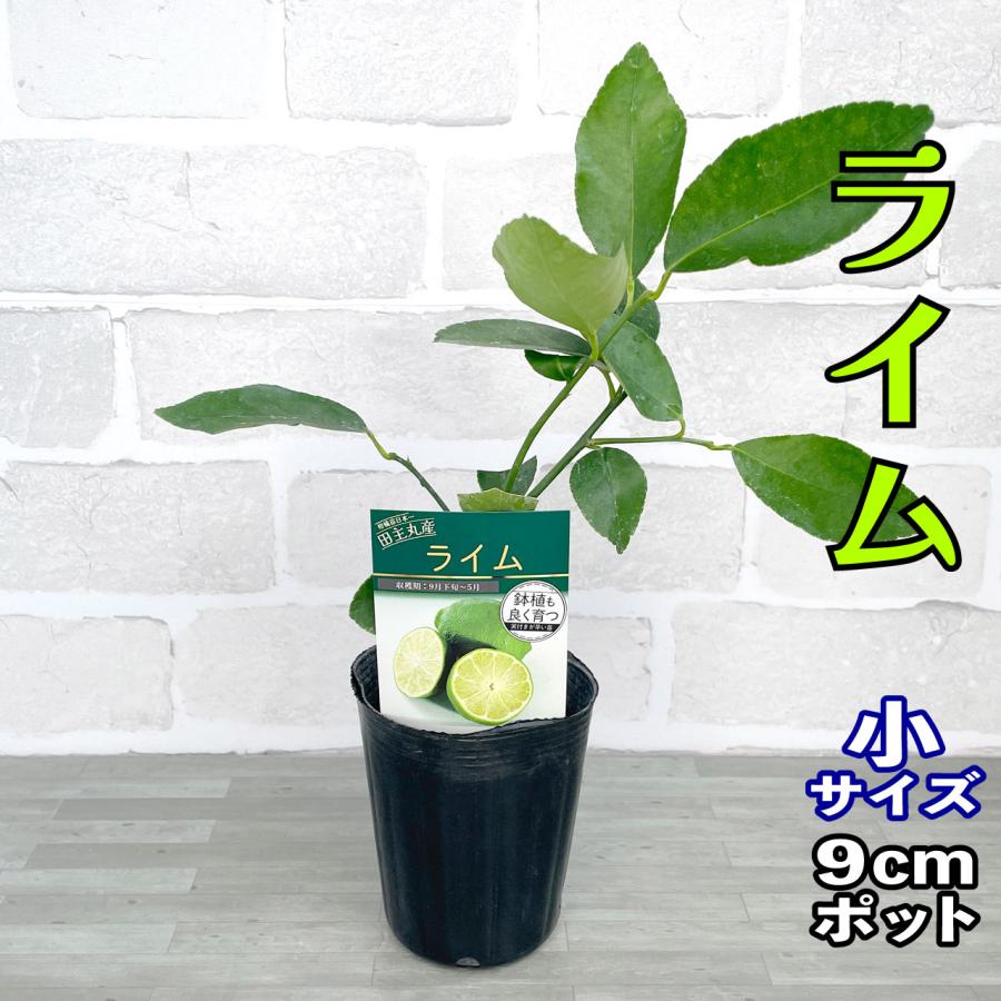 ライム らいむ 苗木【1本で実る】鉢植え 接ぎ木苗 ポット植え［小］9cm