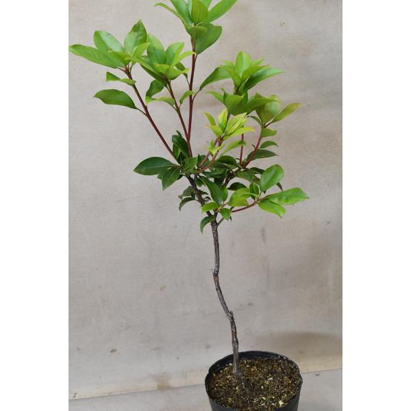 カルミア プリンセス 栽培用 苗木 4.5号ポット : 金井園芸 - 通販