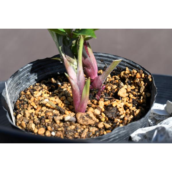 クリスマスローズ開花株 DDグロッシーカラー☆グロスレッド 015 現品