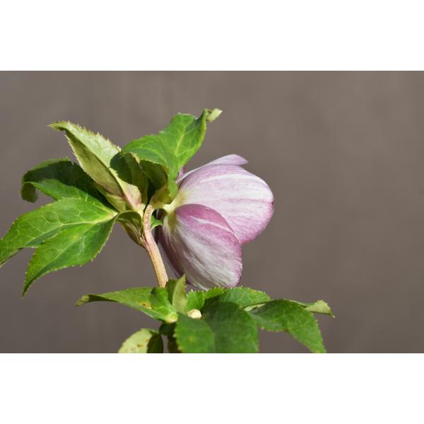 クリスマスローズ開花株 SS両面絞り咲きゴールド 110 現品限り : 金井