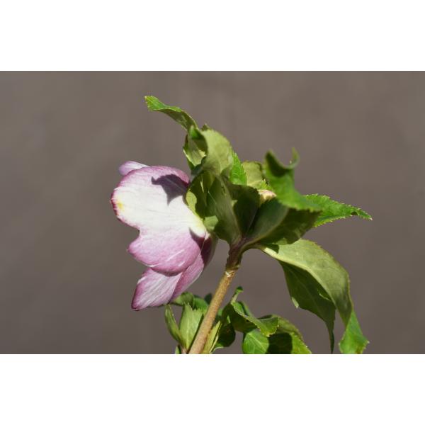 クリスマスローズ開花株 SS両面絞り咲きゴールド 110 現品限り : 金井