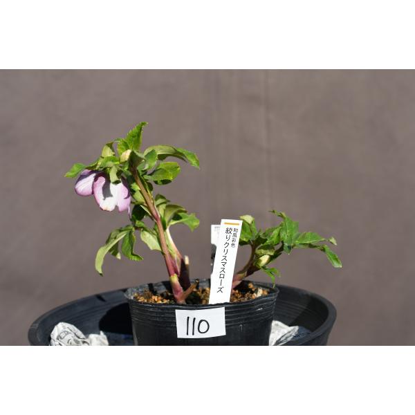 クリスマスローズ開花株 SS両面絞り咲きゴールド 110 現品限り : 金井