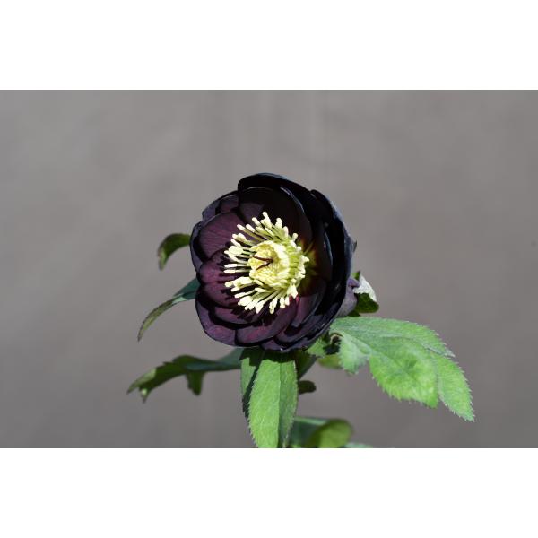 クリスマスローズ開花株 DDダークレッド 206 現品限り : 金井園芸