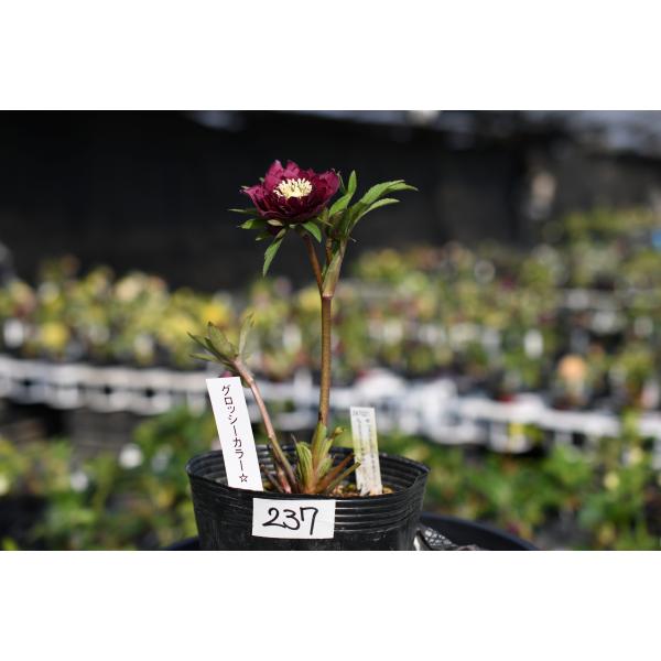 クリスマスローズ開花株 DDグロッシーカラー☆グロスレッド 237 現品