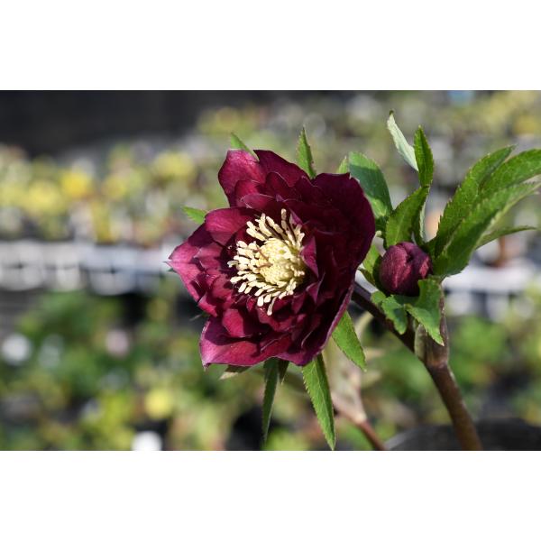 クリスマスローズ開花株 DDグロッシーカラー☆グロスレッド 237 現品