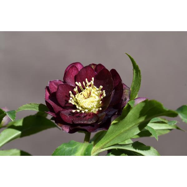 クリスマスローズ開花株 DDグロッシーカラー☆グロスボルドーレッド