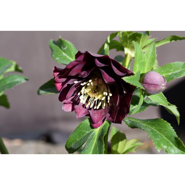 クリスマスローズ開花株 DDグロッシーカラー☆グロスボルドーレッド