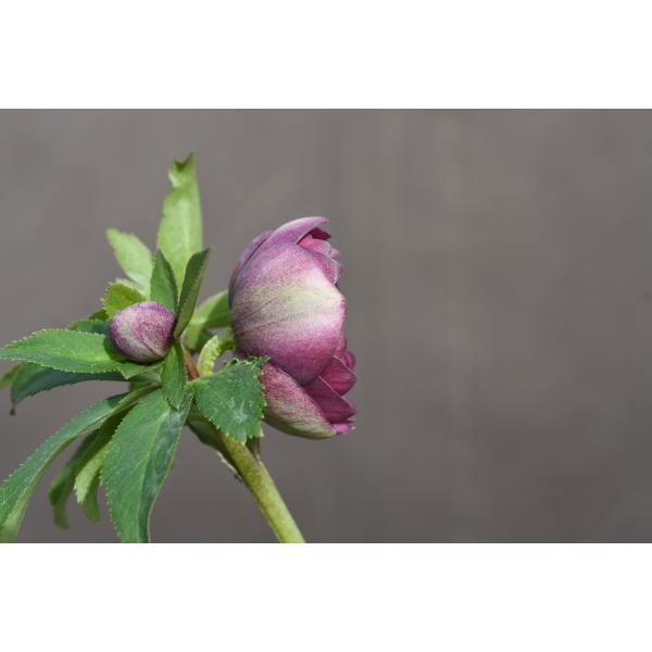 クリスマスローズ開花株 DDカップ咲きあずきレッド 185 現品限り