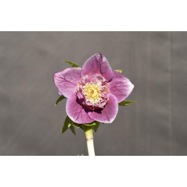 クリスマスローズ開花株 SD多弁咲きレッドゴールドリバーシブル 319