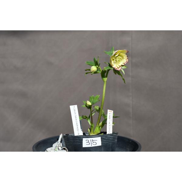 クリスマスローズ開花株 芳香性DDフレグランスソフトイエロー