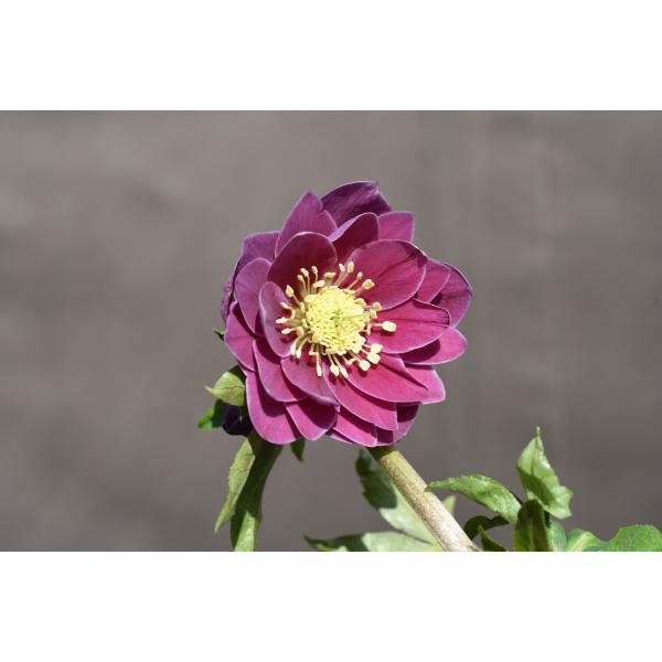 クリスマスローズ開花株 DDエクリプス 346 現品限り : 金井園芸 - 通販