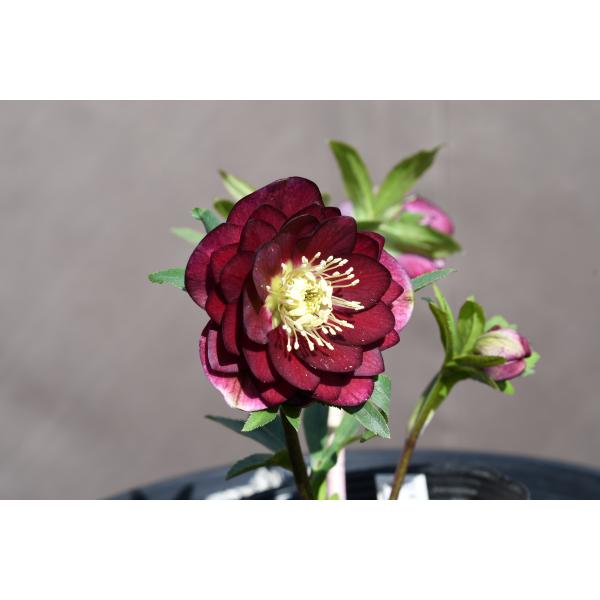 クリスマスローズ開花株 DDグロッシーカラー☆グロスレッド 360 現品