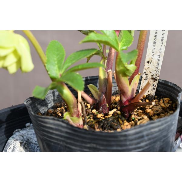 クリスマスローズ開花株 DD多弁咲き系グリーンゴールド 264 現品限り