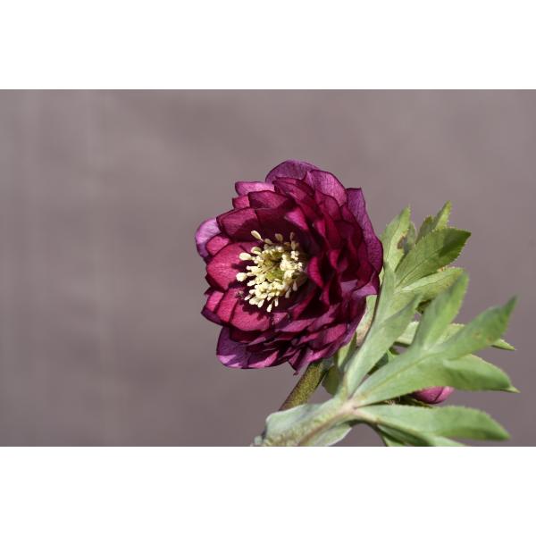 クリスマスローズ開花株 DDグロッシーカラー☆グロスシャガール 265