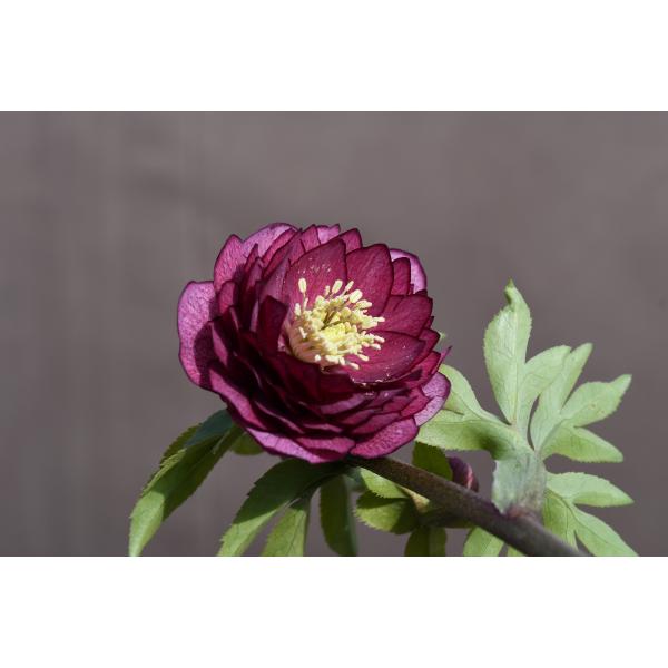 クリスマスローズ開花株 DDグロッシーカラー☆グロスシャガール 265