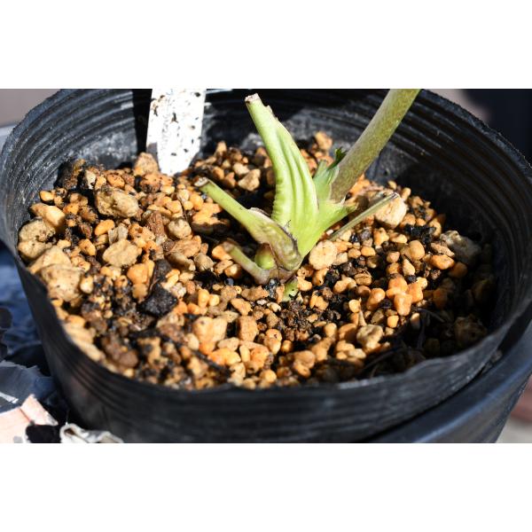 クリスマスローズ開花株 SDプリマヴェーラ 280 現品限り : 金井園芸