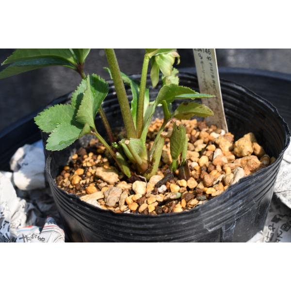 クリスマスローズ開花株 SDモーリー毬姫 445 現品限り : 金井園芸