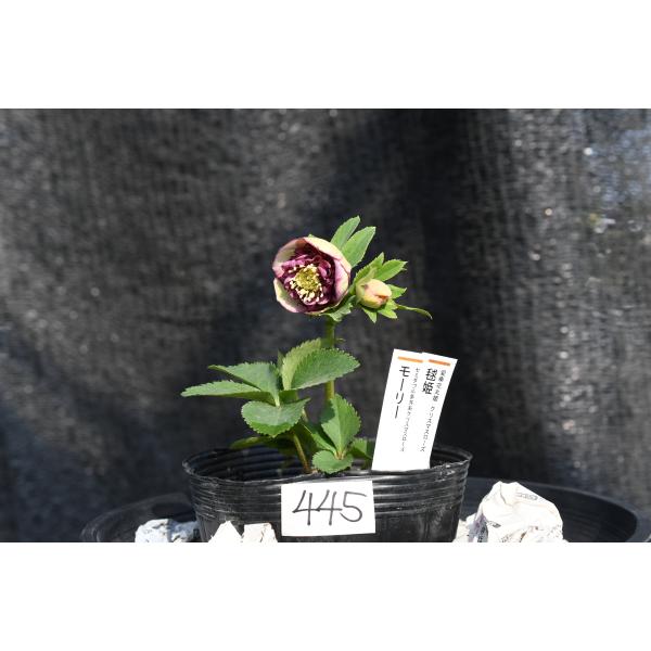 クリスマスローズ開花株 SDモーリー毬姫 445 現品限り : 金井園芸