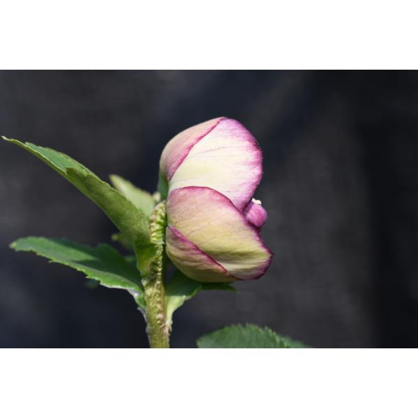 クリスマスローズ開花株 SDモーリー毬姫 445 現品限り : 金井園芸