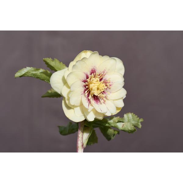 クリスマスローズ開花株 DDゴールドフラッシュ 438 現品限り : 金井