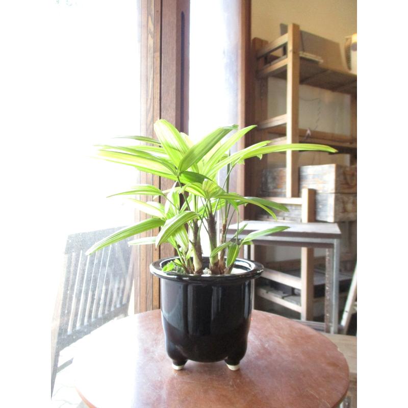 観音竹 綾錦 カンノンチク アヤニシキ 陶器鉢植え 薫る花 観葉植物