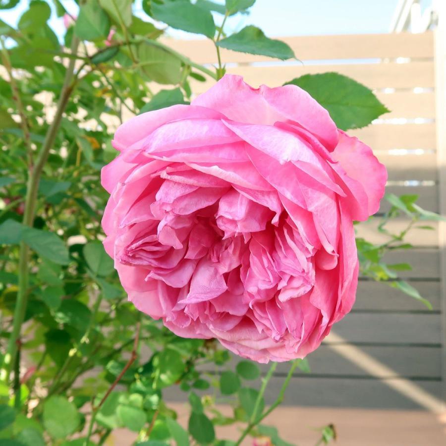 バラ [ カレス ] 秋苗 大苗 ピンク 四季咲 京阪園芸 F&Gローズ ローズ