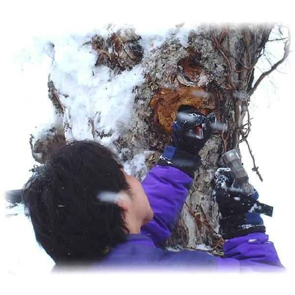 業務用 カバノアナタケ茶塊(原体)2.1kg(700g×3袋セット)北海道産