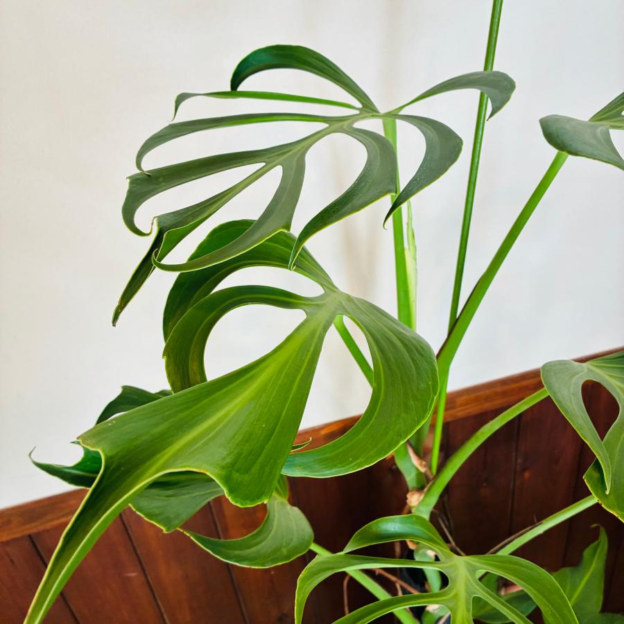 送料無料 モンステラ バールマルクスフレーム 150cm 8号 ブリキ鉢 白