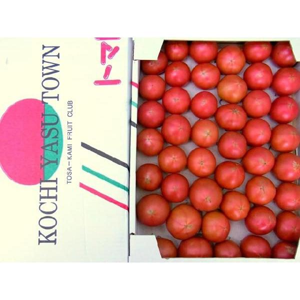 高知県夜須産 高糖度 夜須のフルーツトマト ”とさかみトマト” 約3kg 訳