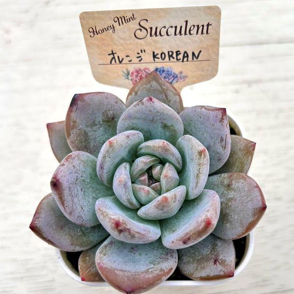 多肉植物 エケベリア オレンジkorean 7.5cmポット苗 : ハニーミント