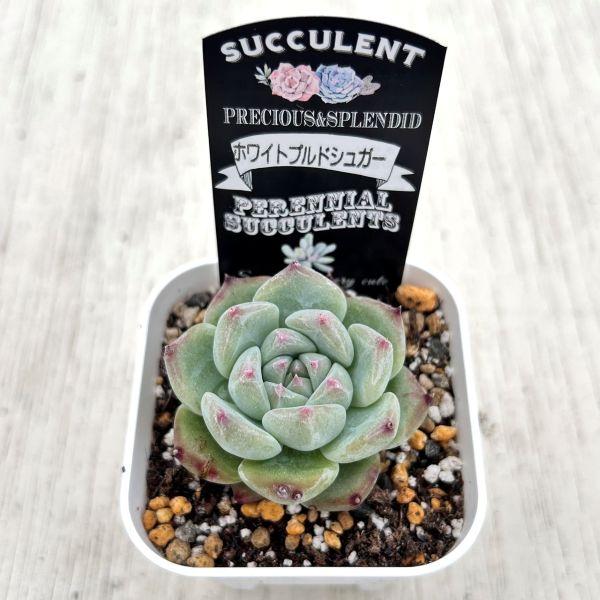 多肉植物 エケベリア ホワイトプルドシュガー 7.5cmポット苗 : ハニー