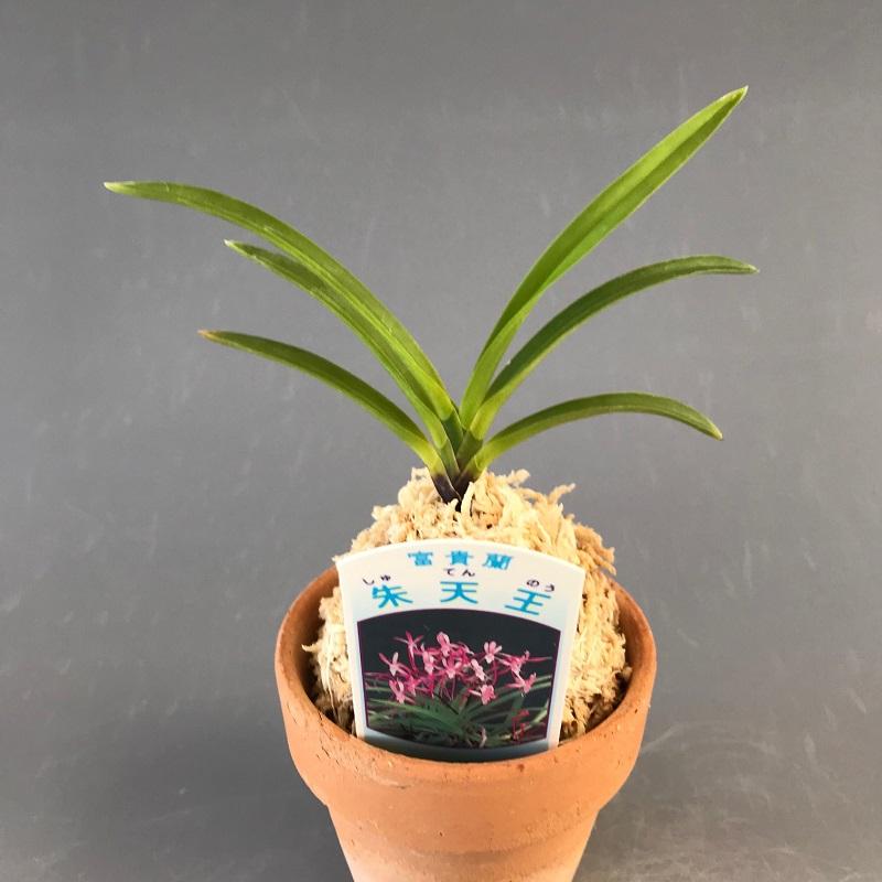 富貴蘭】 朱天王（しゅてんのう）1条/ 花 蘭 古典植物 フウラン