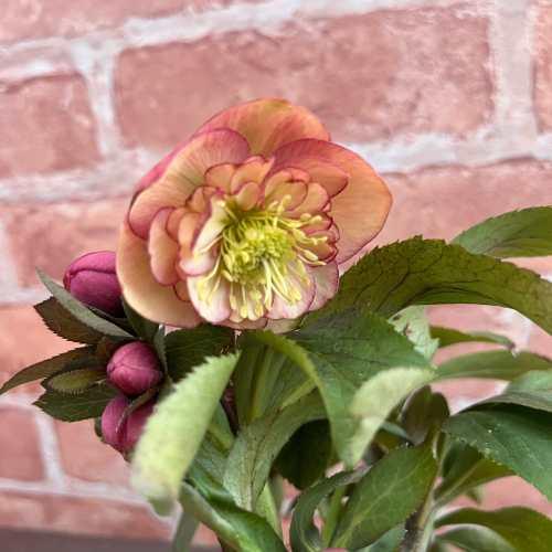 クリスマスローズ サンセットオーケストラ アネモネ咲き・中輪 13.5cm