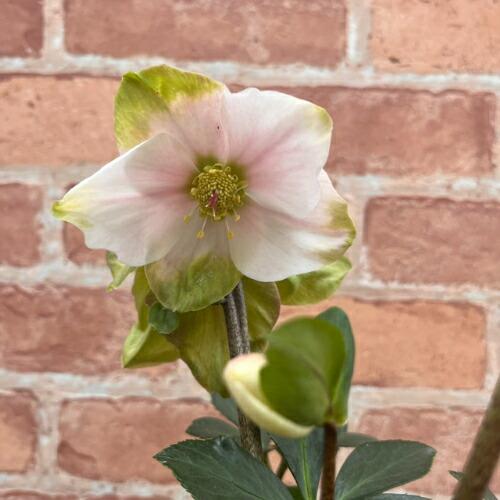 完全生産者限定品 クリスマスローズ 雪の妖精シリーズ ケイティ 5号鉢