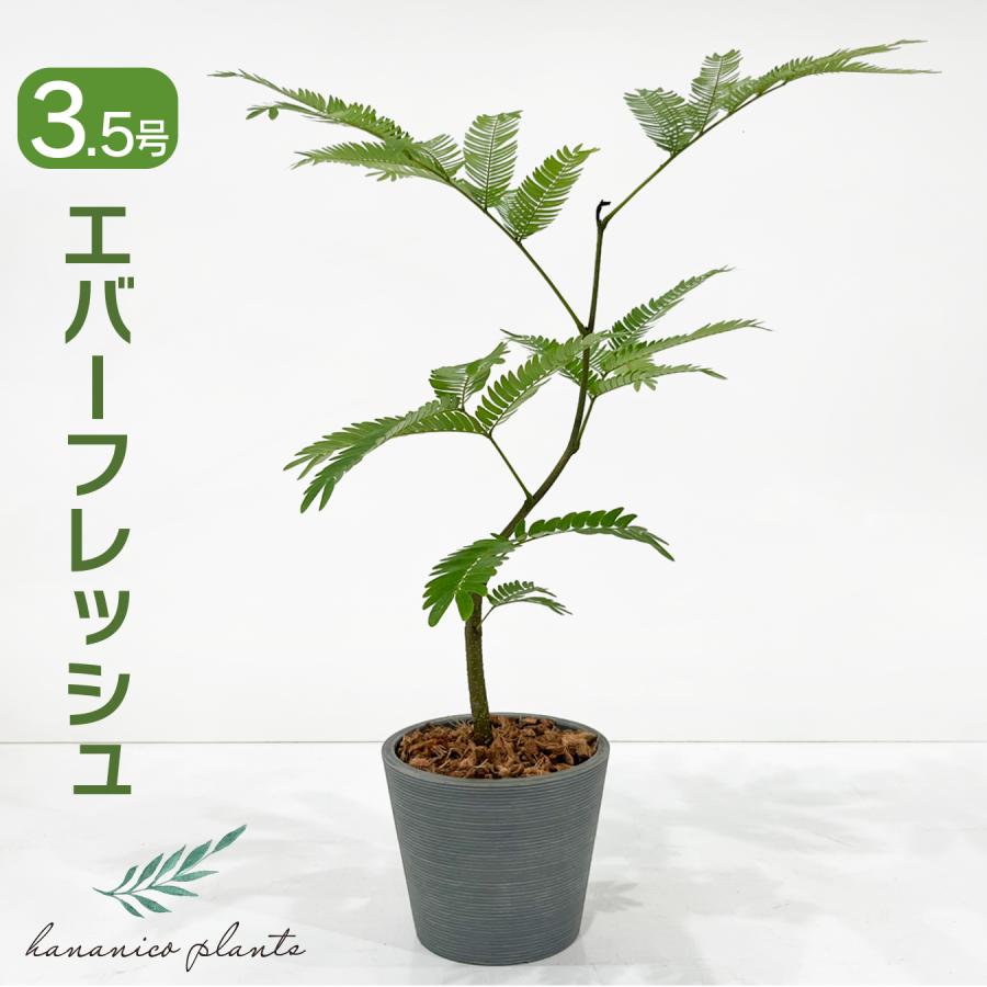 エバーフレッシュ 観葉植物 鉢植え 3.5号 樹高約65cm 育てやすい 夫婦