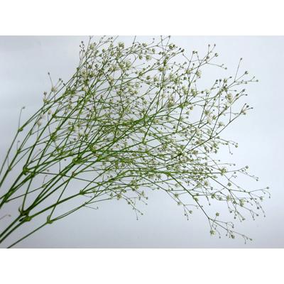 かすみ草 1本 : 花の助 - 通販 - Yahoo!ショッピング